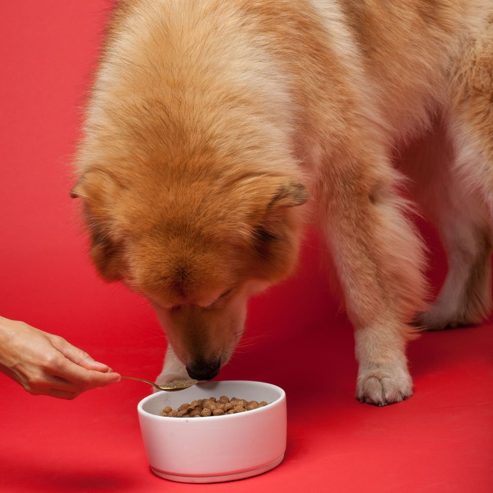 Senior Dog Supplement Powder 1lb Bag Q433