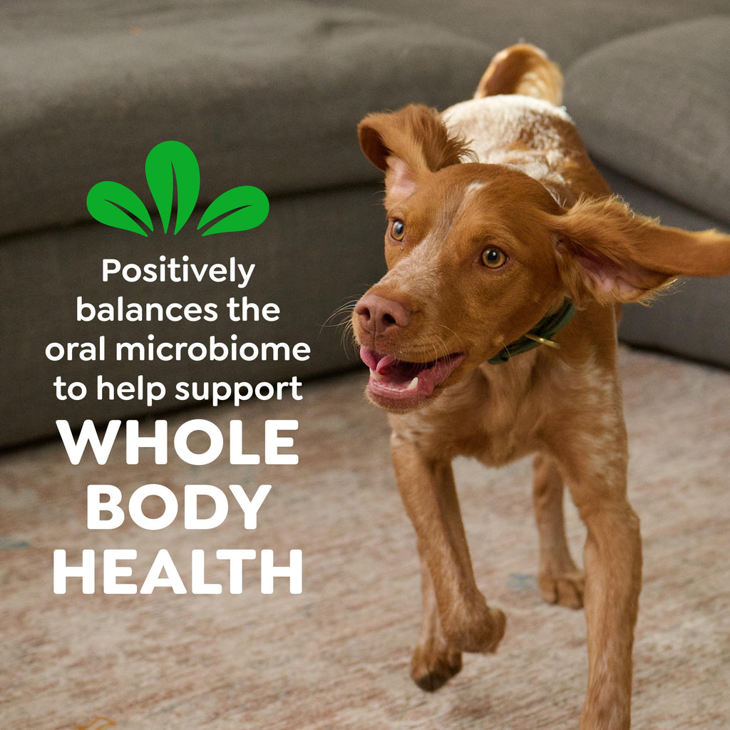 Natural Dental Dog Treats 5 Count W9932