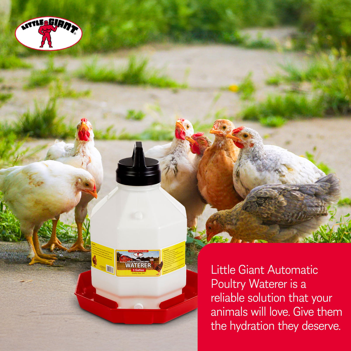 Plastic Poultry Waterer U33183