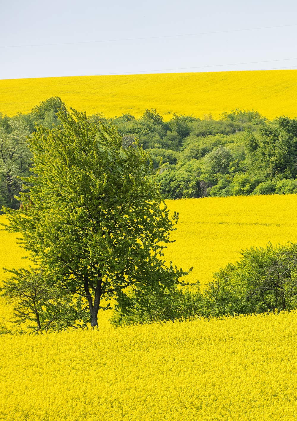 Canola Oil O8847