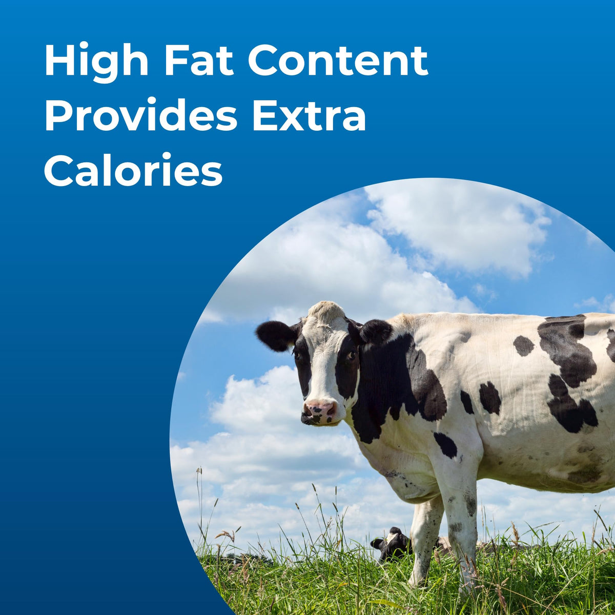 High Calorie Liquid Nutritional Supplement for Livestock 1 Gallon L756